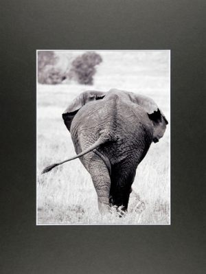 Mariann Jensen Düring	Elephantwalk