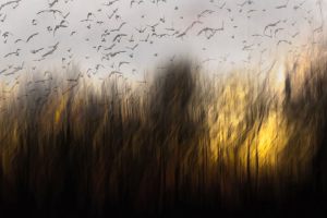 Birds-escaping---Kurt-Staehr---Hedensted-Fotoklub