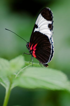 Butterfly---Jarl-Mosbaek-Johannessen---Fotogruppen-Objektiv-Randers