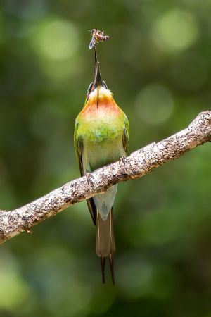 4016-Per-Soerensen-Blue-tailed_Bee-eater_at_work-