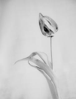 Monochrome Tulip.