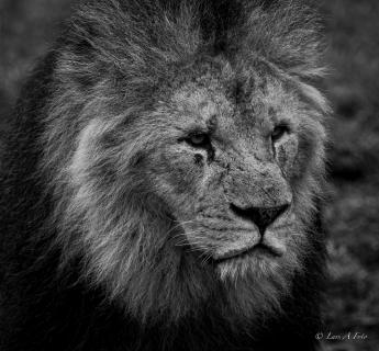 løvernes konge.jpg