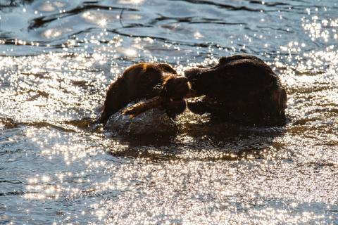 Dogs in water-1098.jpg