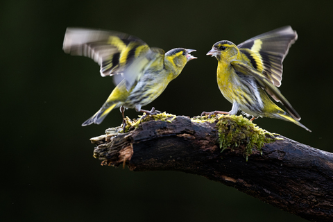 Bird Fight
