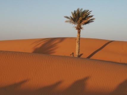 Enlig palme i ørkenen