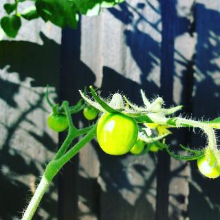 Sidste tomat